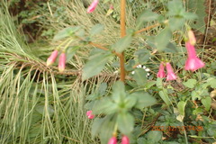 Fuchsia microphylla