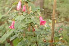 Fuchsia microphylla