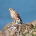 East Canary Islands Common Kestrel - Photo (c) Mike King, some rights reserved (CC BY-NC), uploaded by Mike King