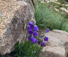 Campanula scheuchzeri