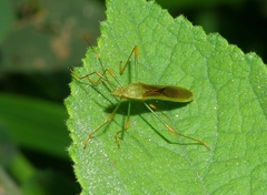 Stenocoris