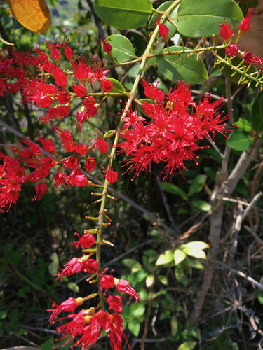 Combretum coccineum