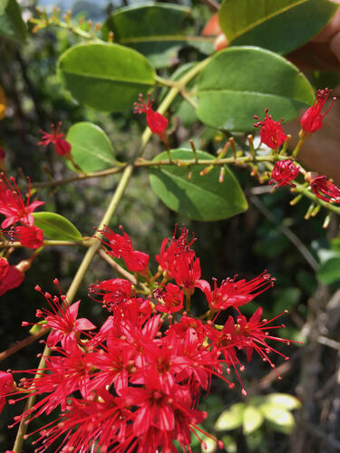 Combretum coccineum