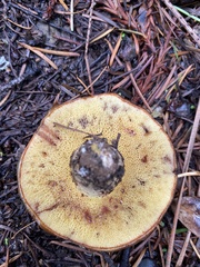 Suillus pseudobrevipes