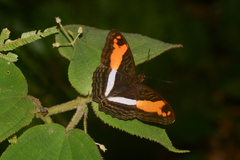 Adelpha cocala cocala