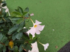Mandevilla sanderi