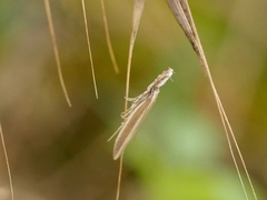 Pleurota aristella