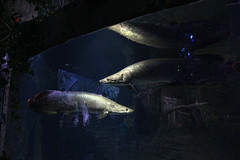Arapaima