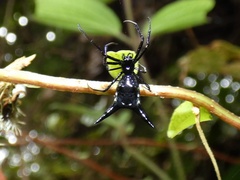 Micrathena raimondi
