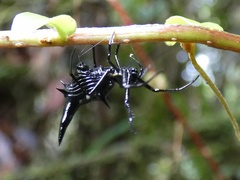 Micrathena raimondi