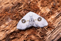 Problepsis eucircota