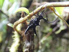 Micrathena raimondi