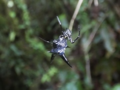 Micrathena raimondi