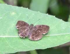 Pyrginae