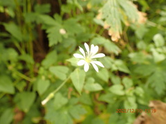 Stellaria cuspidata