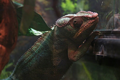Chamaeleonidae
