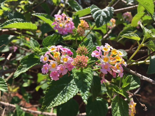 Lantana camara image