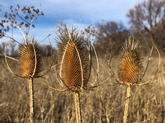 Dipsacus