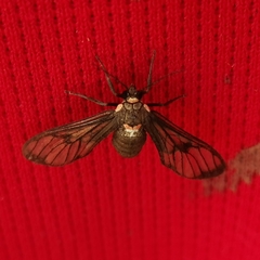 Chrostosoma destricta