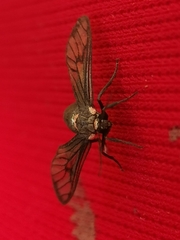 Chrostosoma destricta