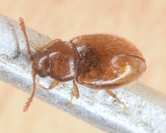 Atomaria