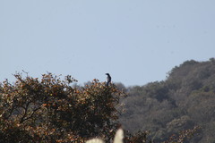 Aphelocoma ultramarina