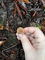 Galerina badipes
