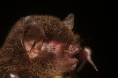 Myotis elegans