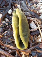 Codium bursa