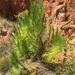 Pinus kesiya - Photo (c) canyonkid91,  זכויות יוצרים חלקיות (CC BY-NC), הועלה על ידי canyonkid91