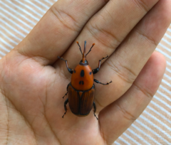 Rhynchophorus ferrugineus