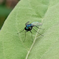 Condylostylus armipes