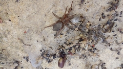 Gnaphosidae