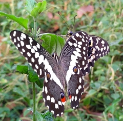 Papilio demodocus demodocus
