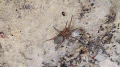 Gnaphosidae