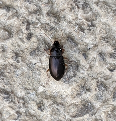 Notiobia