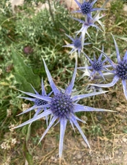 Eryngium bourgatii