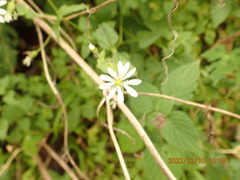 Stellaria cuspidata