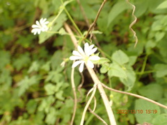 Stellaria cuspidata