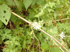 Stellaria cuspidata