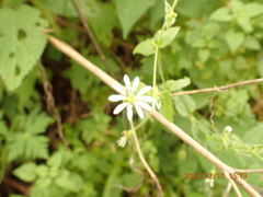 Stellaria cuspidata