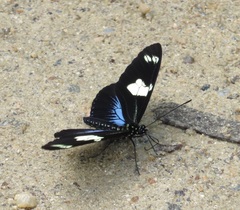 Heliconius doris