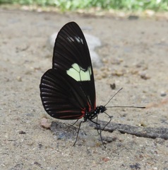 Heliconius doris
