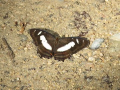 Metamorpha