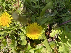 Taraxacum
