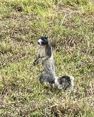 Sciurus niger shermani