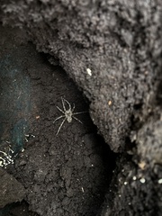Dolomedes tenebrosus