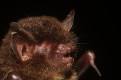 Myotis elegans