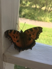 Nymphalis xanthomelas