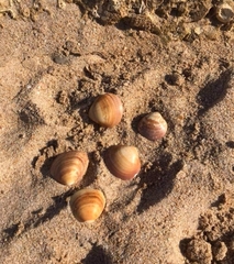 Glycymeris glycymeris